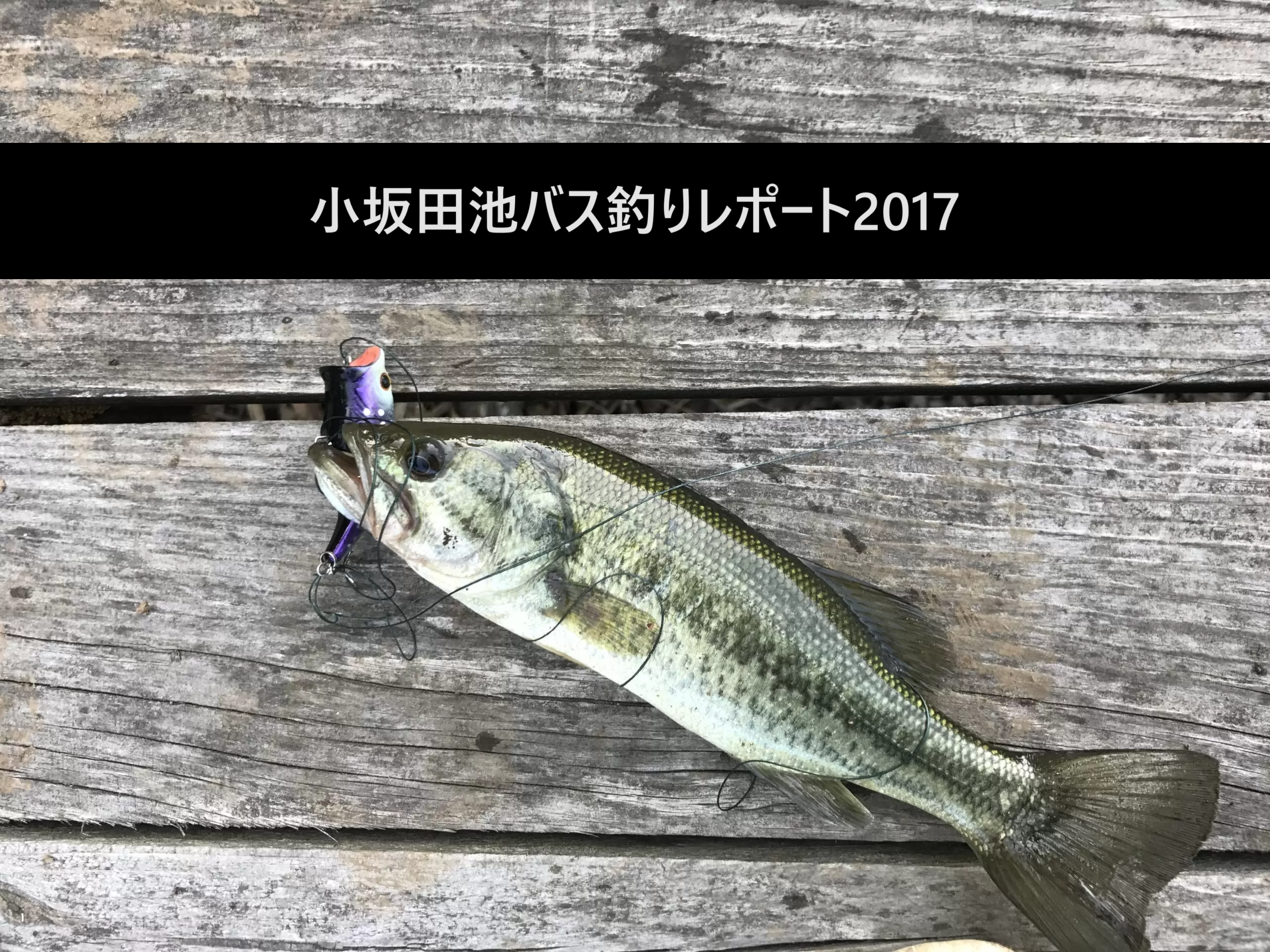 小坂田池バス釣りレポート2017