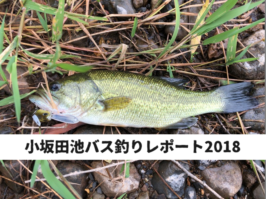 小坂田池バス釣りレポート2018