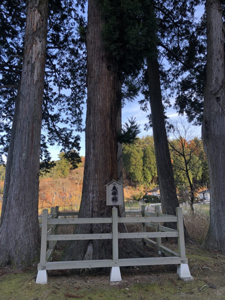 光輪寺薬師堂の境内にある夫婦杉