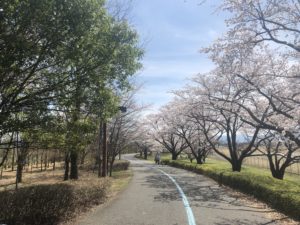 陸橋付近の桜