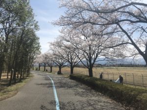 桜の下にはお花見客が集まる
