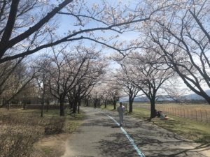 満開になると桜のトンネルが完成するエリア