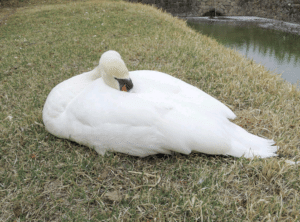 アイドル白鳥「松ちゃん」