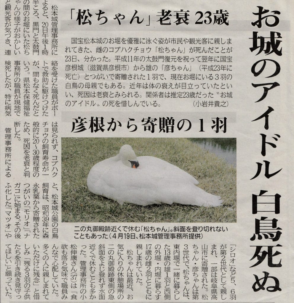 松本城の白鳥「松ちゃん」死亡の記事