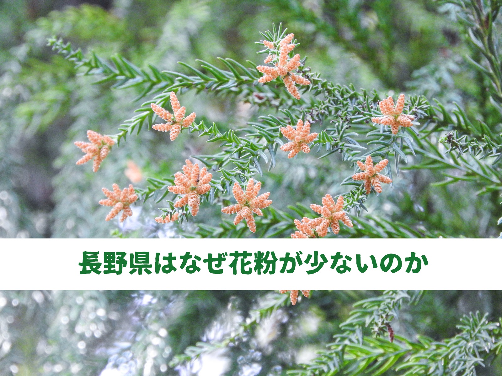 長野県はなぜ花粉が少ないのか。理由はぜんぶで3つあります。